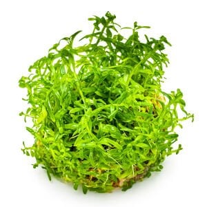 Tropica - Rotala rotundifolia Green 1-2 Grow!