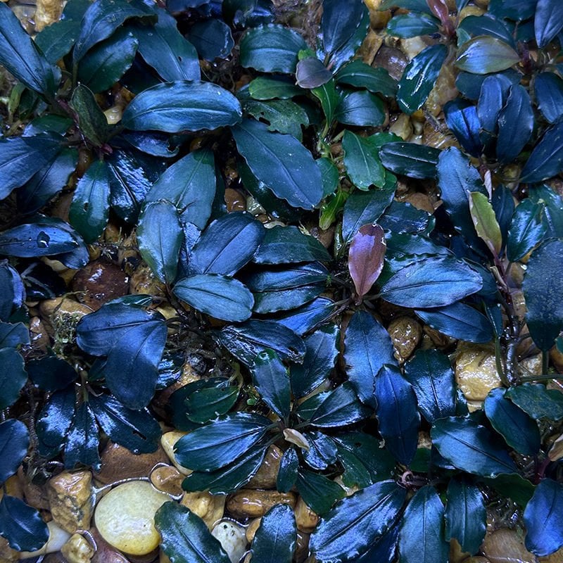 Bucephalandra dark angel PORSİYON 10X10CM