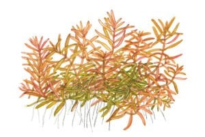 Tropica - Rotala rotundifolia H\'ra 1-2 Grow!