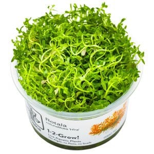 Tropica - Rotala rotundifolia H'ra 1-2 Grow!