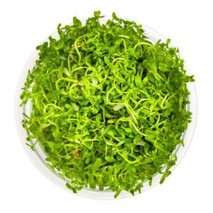 Tropica - Rotala rotundifolia H'ra 1-2 Grow!