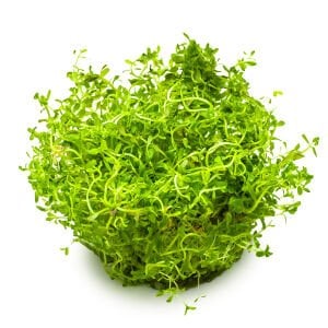 Tropica - Rotala rotundifolia H'ra 1-2 Grow!