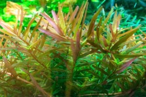 Tropica - Rotala rotundifolia H'ra 1-2 Grow!