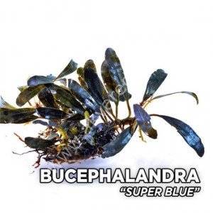 Bucephalandra super blue ADET