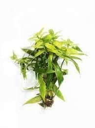 Hygrophila salicifolia BUKET