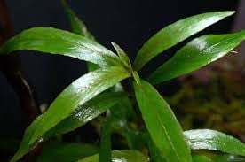 Hygrophila salicifolia İTHAL BUKET