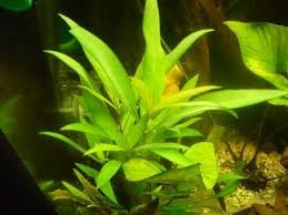 Hygrophila salicifolia İTHAL BUKET