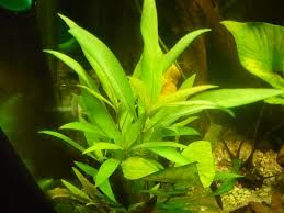 Hygrophila salicifolia BUKET