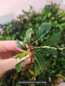 Bucephalandra super blue ADET 