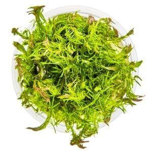 Tropica - Rotala wallichii 1-2 Grow!