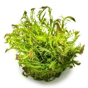 Tropica - Rotala wallichii 1-2 Grow!