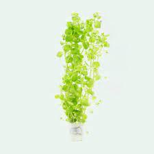 Bacopa australis BUKET