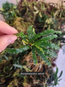 Bucephalandra velvet ADET 