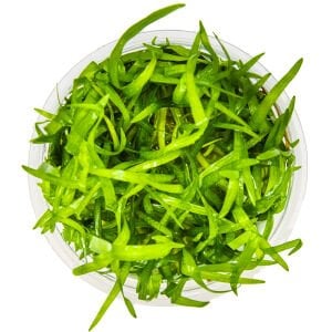 Tropica - Sagittaria subulata 1-2 Grow!