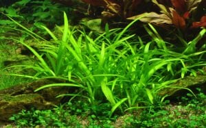 Tropica - Sagittaria subulata 1-2 Grow!