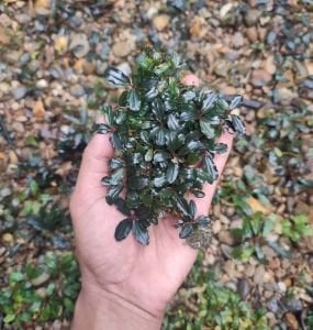 Bucephalandra silat pinky PORSİYON 10X10CM