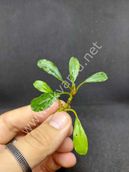 Bucephalandra venus ADET
