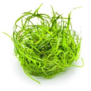 Tropica - Sagittaria subulata Needle Leaf 1-2 Grow!