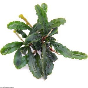 Bucephalandra wavy green ADET
