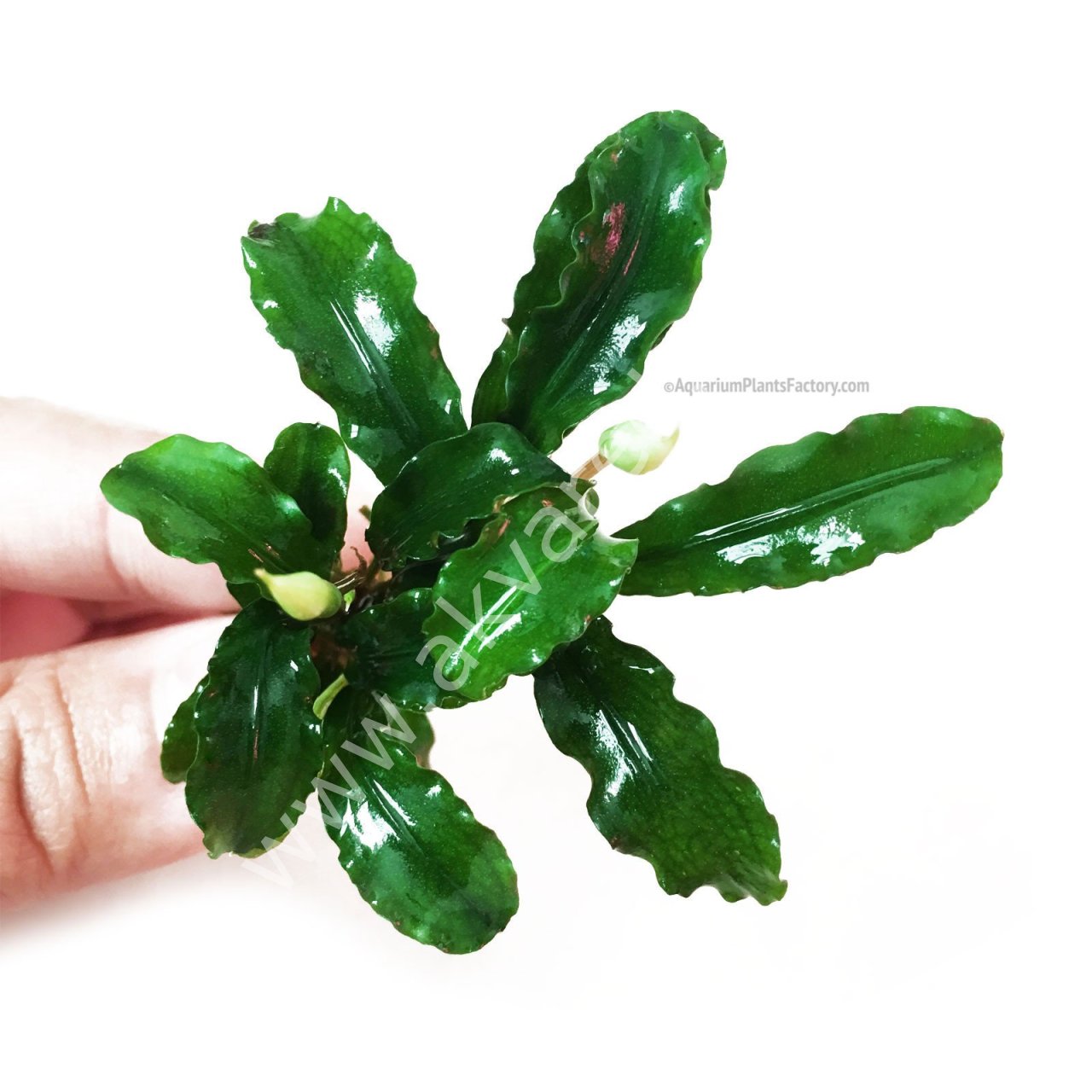Bucephalandra wavy leaf ADET
