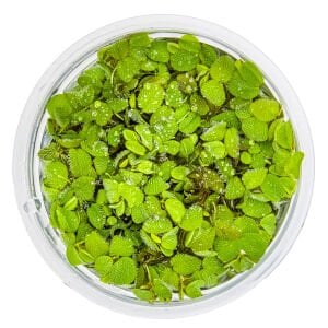 Tropica - Salvinia minima 1-2 Grow!