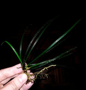 Fenestratum culum ADET - ÖN SİPARİŞ