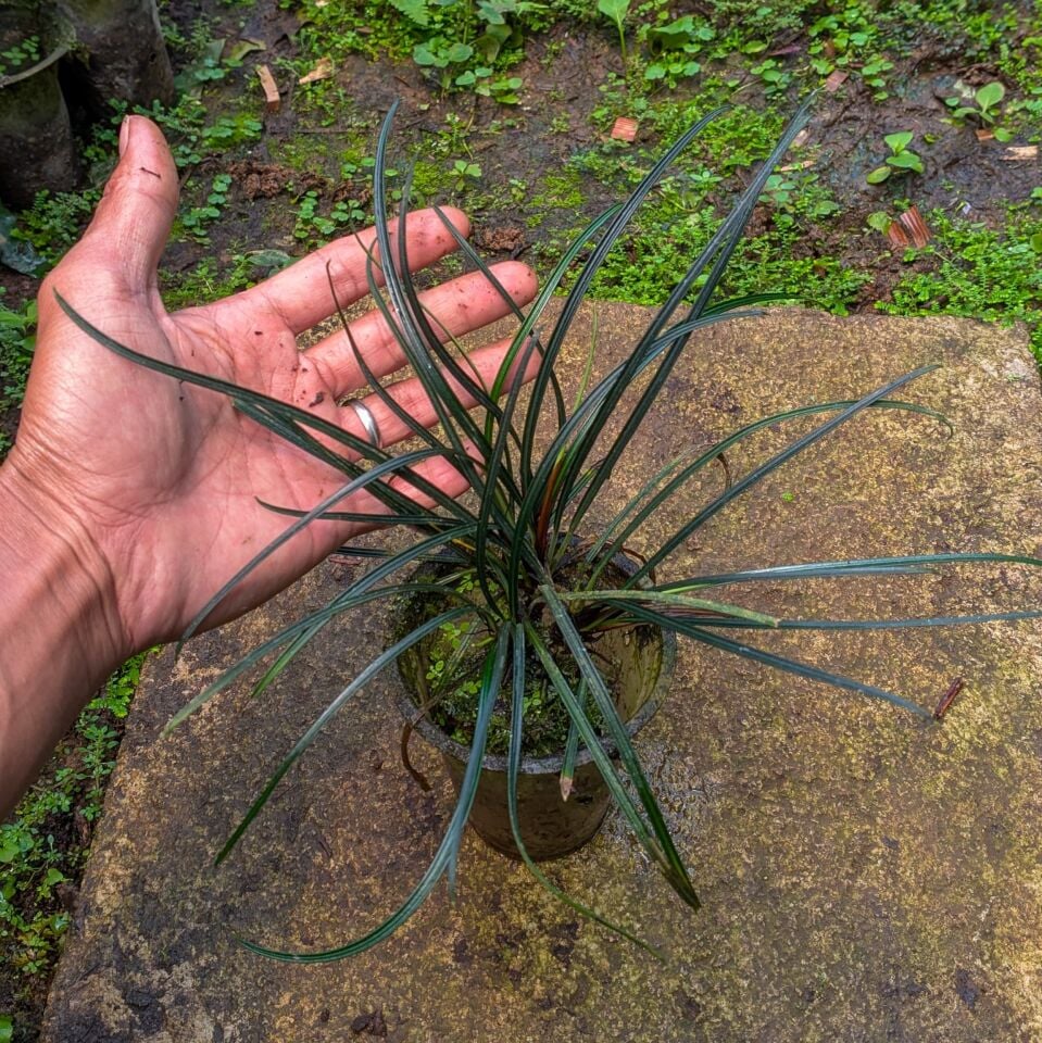 Fenestratum culum ADET - ÖN SİPARİŞ