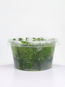 Myriophyllum snowflake IN VITRO JAR