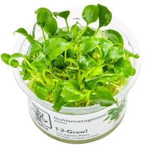 Tropica - Schismatoglottis prietoi 1-2 Grow!