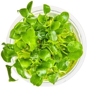 Tropica - Schismatoglottis prietoi 1-2 Grow!