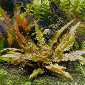Cryptocoryne tropica EXVITRO