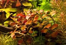 Ludwigia diamond BUKET