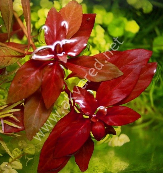 Ludwigia diamond BUKET