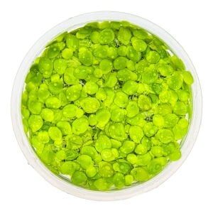 Tropica - Spirodela polyrrhiza 1-2 Grow!