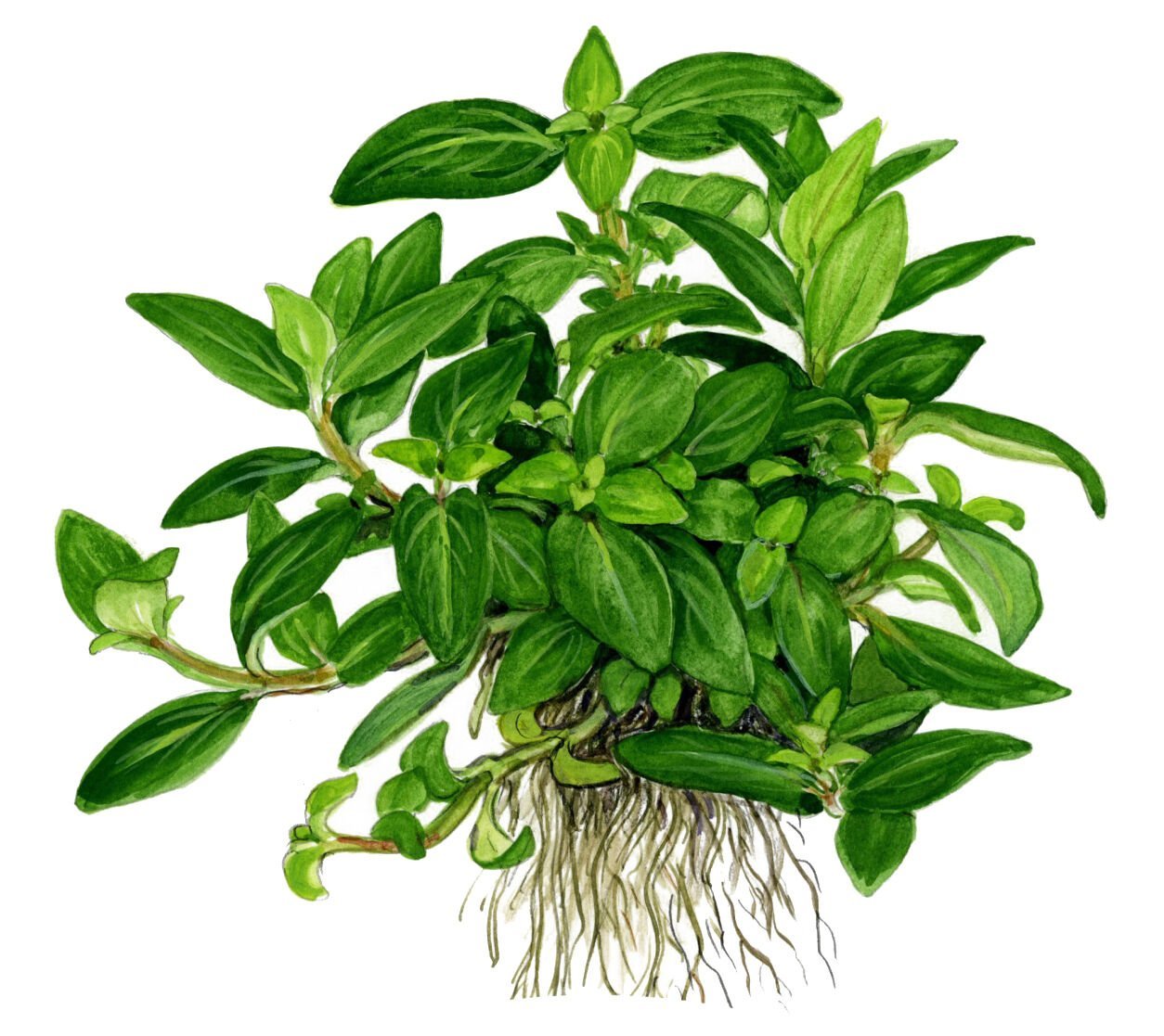 Tropica - Staurogyne repens 1-2 Grow!