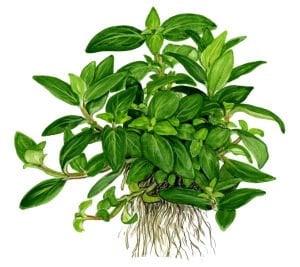 Tropica - Staurogyne repens 1-2 Grow!