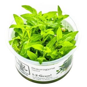 Tropica - Staurogyne repens 1-2 Grow!