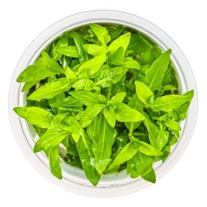 Tropica - Staurogyne repens 1-2 Grow!