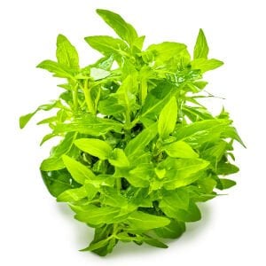Tropica - Staurogyne repens 1-2 Grow!