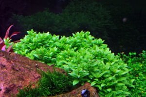 Tropica - Staurogyne repens 1-2 Grow!