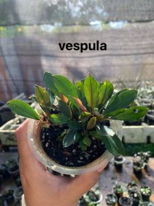 Bucephalandra vespula ADET - ÖN SİPARİŞ