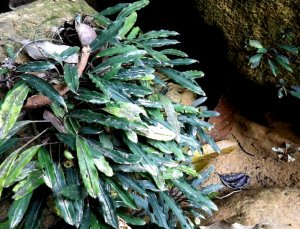 Bucephalandra vespula ADET - ÖN SİPARİŞ