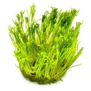 Tropica - Taxiphyllum alternans Taiwan Moss 1-2 Grow!