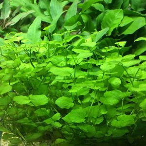 Cardamine lyrata vietnam BUKET 