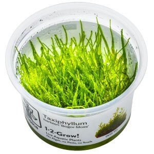 Tropica - Taxiphyllum barbieri Bogor Moss 1-2 Grow!