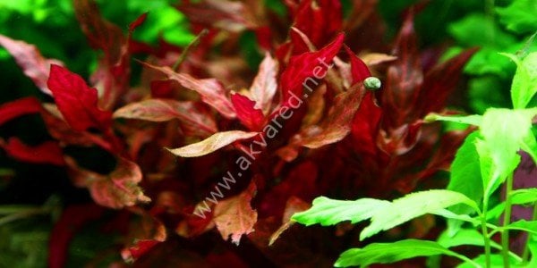 Alternanthera rosanervig BUKET