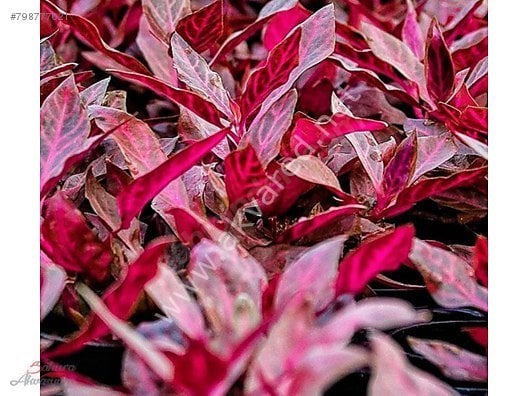 Alternanthera rosanervig BUKET