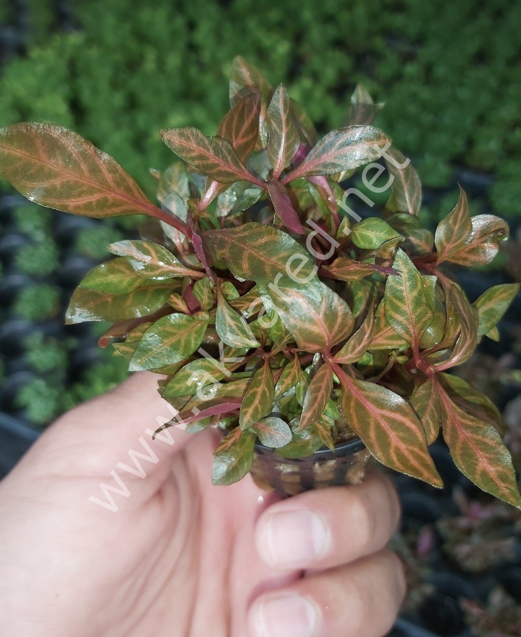 Alternanthera rosanervig BUKET