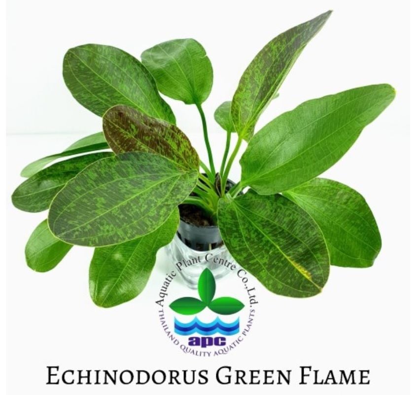 Echinodorus green flame ADET İTHAL