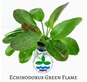 Echinodorus green flame ADET İTHAL